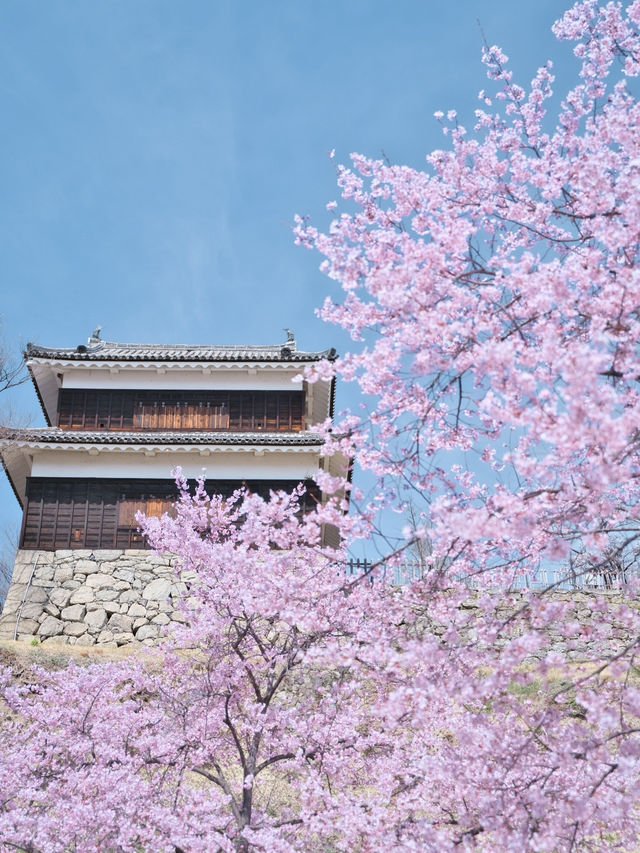 【長野】行かなきゃ損‼️桜と城の絶景🏯濃いピンクの桜ココ🌸