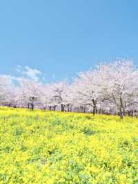 【群馬】行かなきゃ損‼️ここにもあった四重奏🌸桜のトンネルを歩こう！