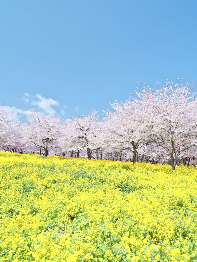 【群馬】行かなきゃ損‼️ここにもあった四重奏🌸桜のトンネルを歩こう！