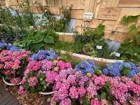  Flower Show~ Enjoy the nature of beauty