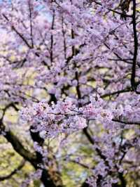 東京賞櫻的好地方🌸
