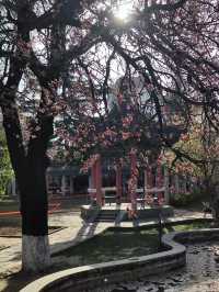 Hidden Cherry Blossom Gem in Xi’an: Zhi Garden Hotel 🌸