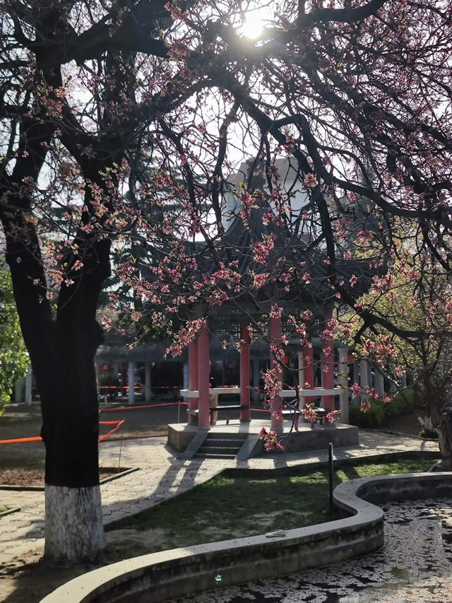 Hidden Cherry Blossom Gem in Xi’an: Zhi Garden Hotel 🌸