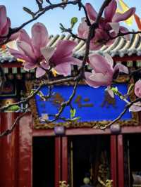 Hidden Cherry Blossom Gem in Xi’an: Zhi Garden Hotel 🌸