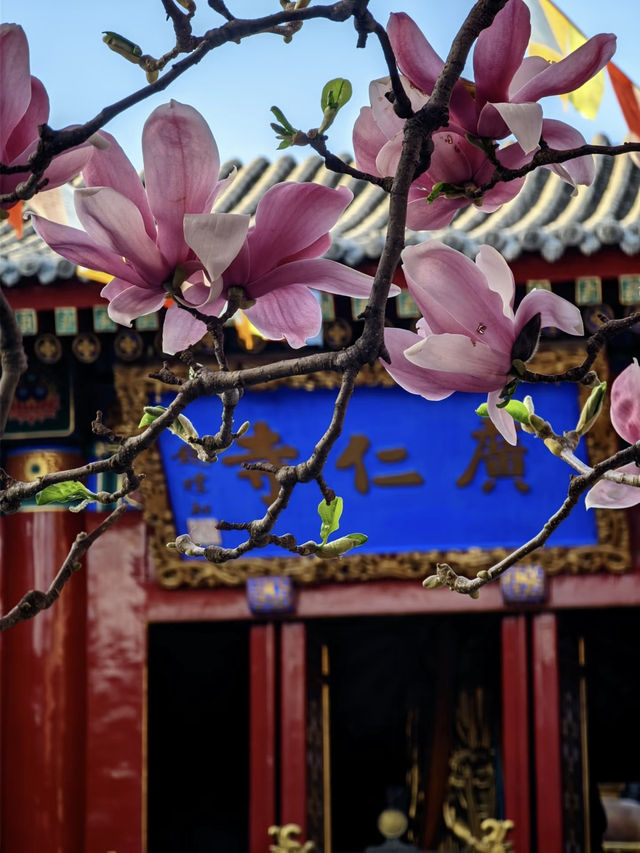 Hidden Cherry Blossom Gem in Xi’an: Zhi Garden Hotel 🌸