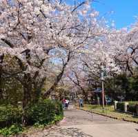 東京王子站-飛鳥山公園，當地日本人的賞櫻野餐景點
