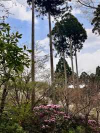 Spring Getaway: Ohara Sanzen-in Temple🌸