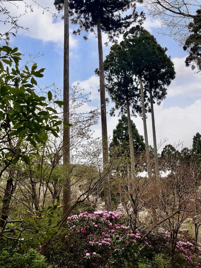Spring Getaway: Ohara Sanzen-in Temple🌸