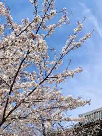 Spring Outing: Cherry Blossoms at Ikegami Honmonji🌸