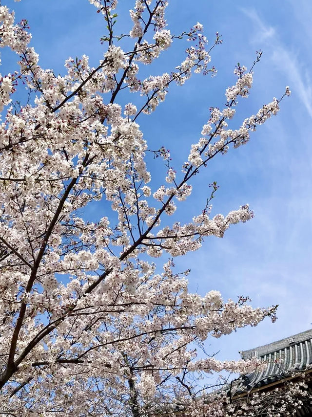 Spring Outing: Cherry Blossoms at Ikegami Honmonji🌸