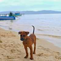 Starfish Beach 🇻🇳 Phu Quoc