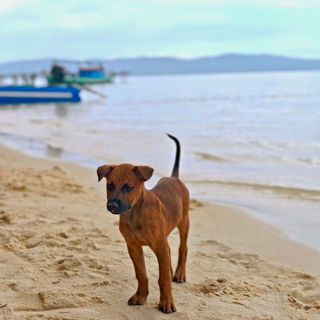 Starfish Beach 🇻🇳 Phu Quoc