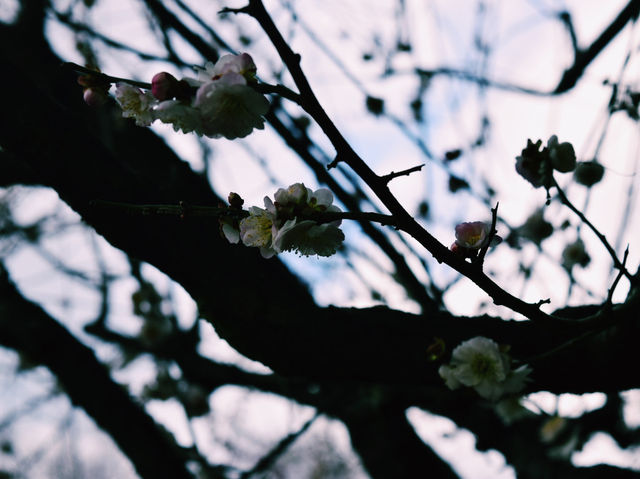 自然とふれあう、のびのび癒し広場🌸