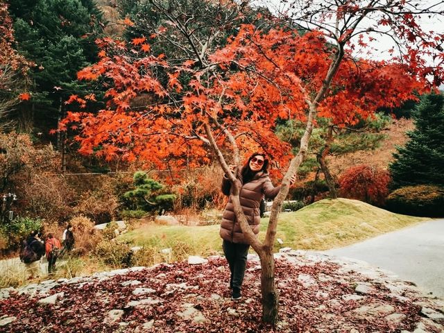 The Garden of Morning Calm: Korea’s Tranquil Floral Wonderland