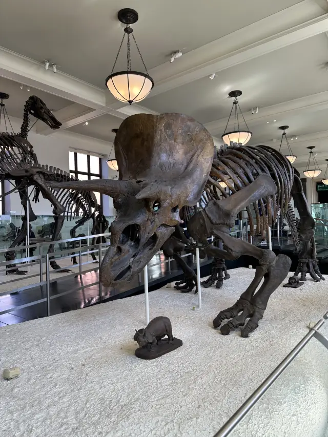American Museum of Natural History