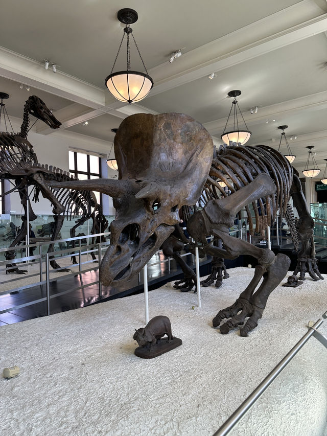 American Museum of Natural History
