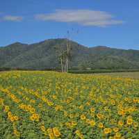 แจกพิกัดไร่ทานตะวัน🌻ลพบุรี