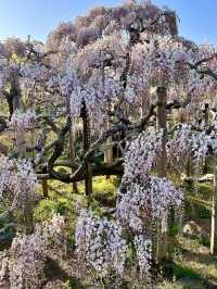 Spring Day Trip to Ashikaga Flower Park