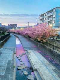 🌸淀の河津樱🌸吹雪黄昏美景