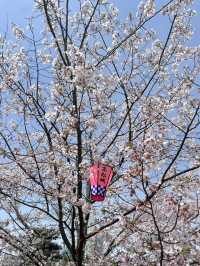高松櫻花時節