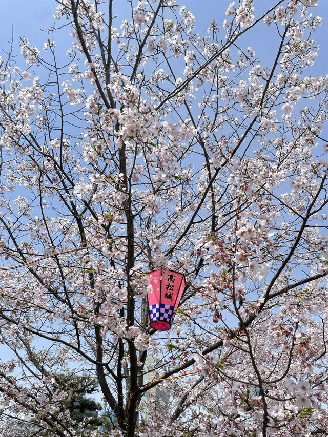 高松櫻花時節