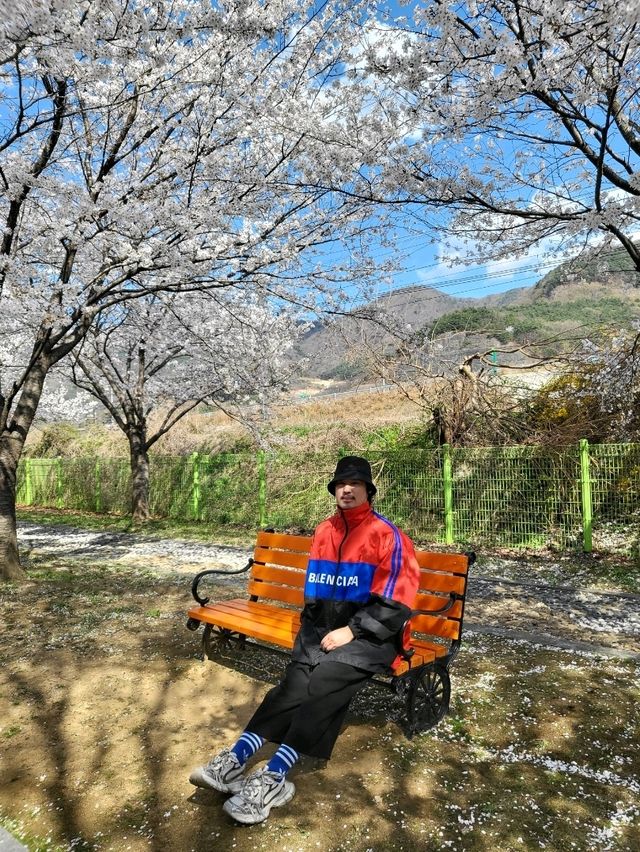 일본느낌 벚꽃감성 가득한 청도 신도마을