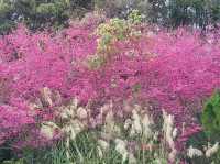 🌸** 山林自然景觀與櫻花浪漫的美麗步道**🌸