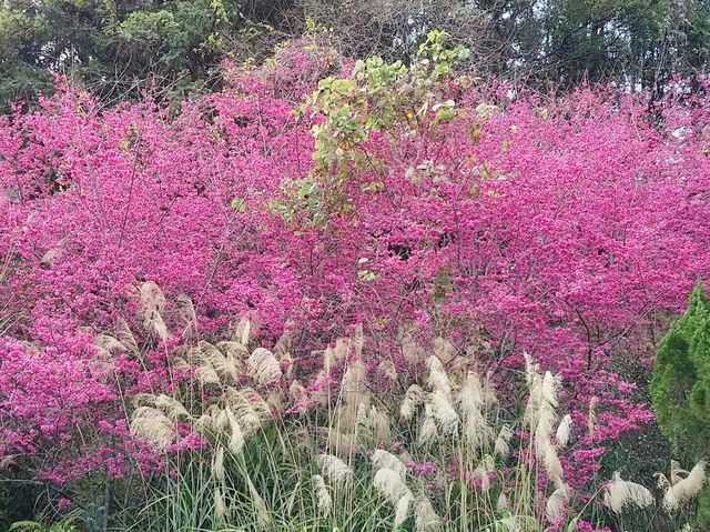 🌸** 山林自然景觀與櫻花浪漫的美麗步道**🌸