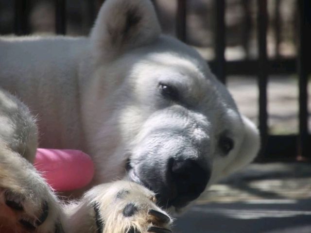 とべ動物園の白くまピース