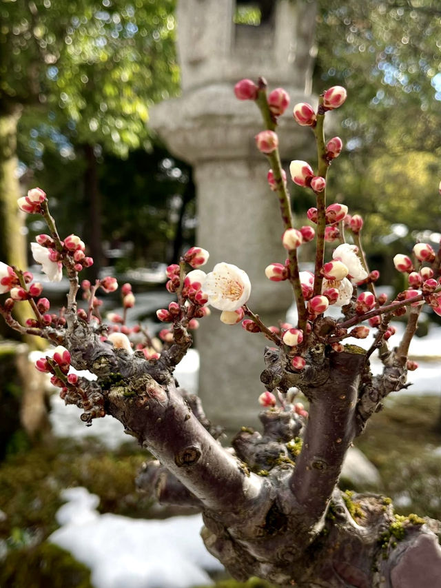 Early Spring at Keiunkan🌸