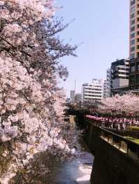 【目黒　桜舞い散る川辺を歩き郷さくら美術館でアートの桜三昧から代官山へ】
