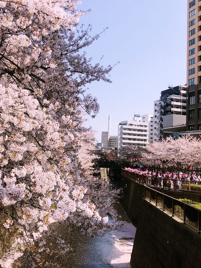 【目黒　桜舞い散る川辺を歩き郷さくら美術館でアートの桜三昧から代官山へ】