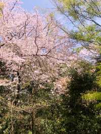 【目黒　桜舞い散る川辺を歩き郷さくら美術館でアートの桜三昧から代官山へ】