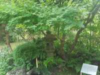 [🇯🇵京都] 緑に包まれる癒しの時間―京都府立植物園で感じる自然の息吹