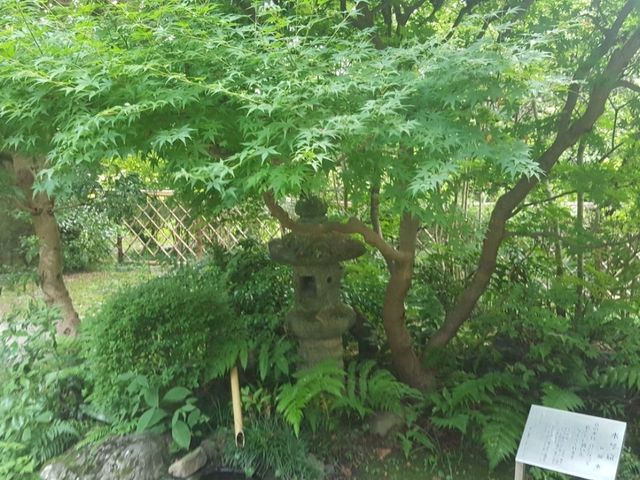 [🇯🇵京都] 緑に包まれる癒しの時間―京都府立植物園で感じる自然の息吹