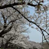 上大謝名櫻花公園~櫻花下的盛會 🌸🍱
