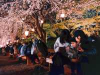 【名古屋】春の風物詩✨名古屋城のさくら祭り🏯🌸