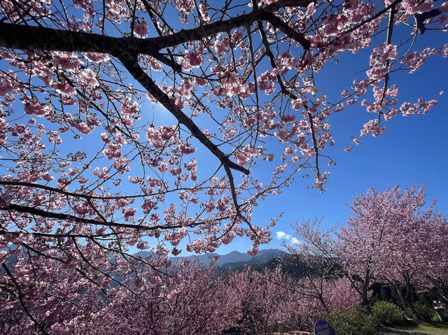 白蘭部落（五峰鄉）