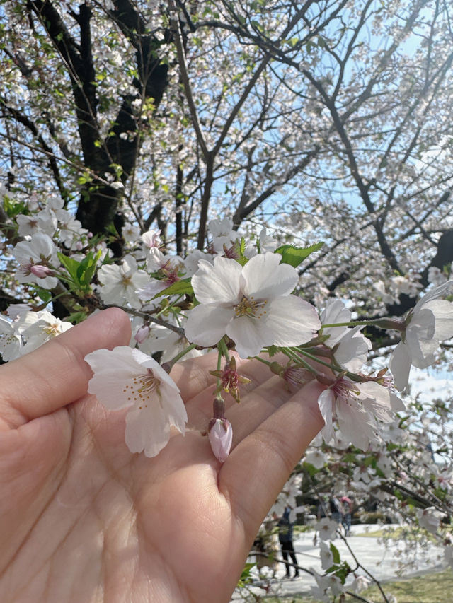 估唔到4月仲有櫻花睇😍😍😍 