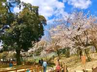 大阪近郊賞櫻，親子最愛的五月山公園