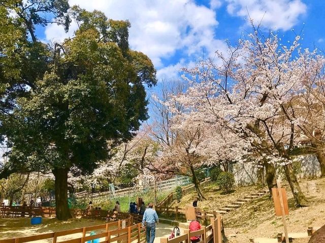大阪近郊賞櫻，親子最愛的五月山公園