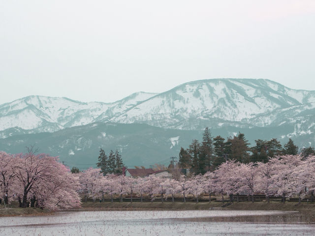 在高田城址公園賞櫻