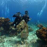 🤿潛進綠島的藍色奇遇！與海龜🌊🐢共游、牛港魚🐟擦身而過的神奇體驗🤩