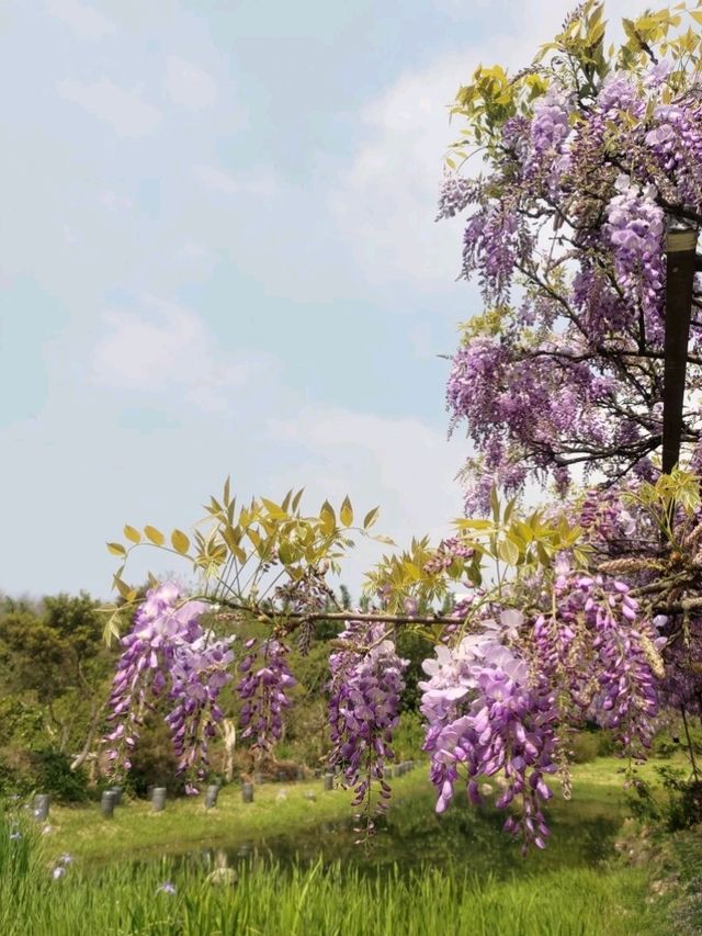 紫藤花開