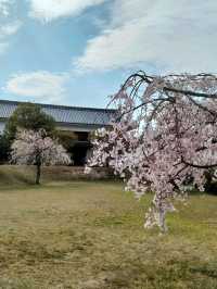 【桜🌸】舞鶴公園