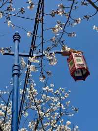 Unexpected Sakura Magic at Haedong Yonggungsa!