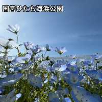 【茨城/ひたちなか】ネモフィラの名所 