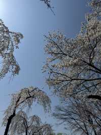 Cherry Blossoms Guide for Seokchon Lake