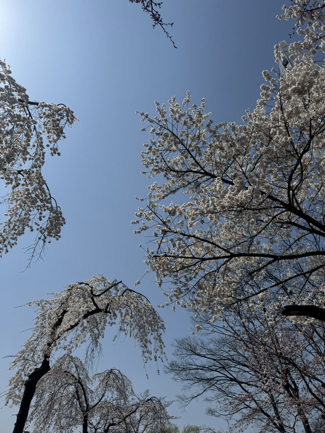 Cherry Blossoms Guide for Seokchon Lake