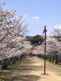 Spring Bliss at Kikaku Park🌸